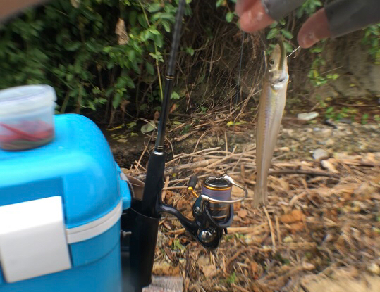 毎投当たりで楽しい過ぎ。