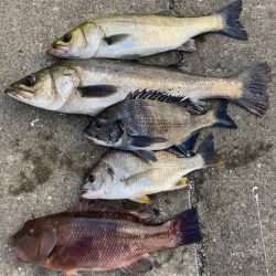 大潮のポカポカ陽気日にエビ撒き好調！