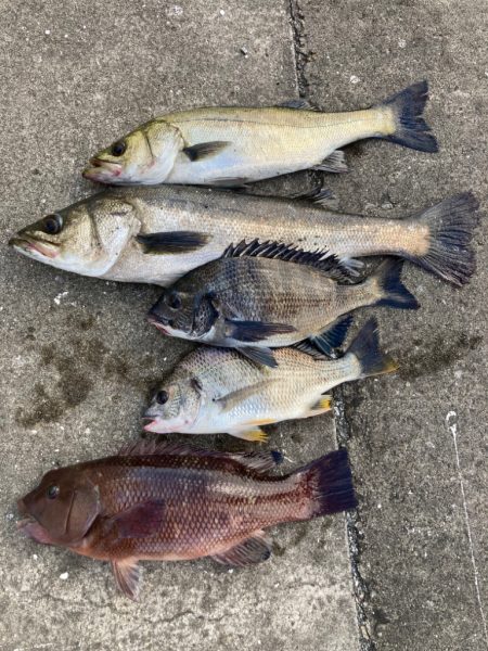 大潮のポカポカ陽気日にエビ撒き好調！