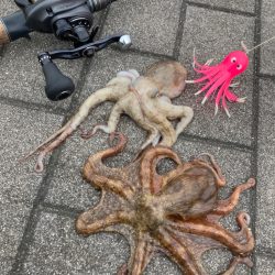 昨日と変わらず2蛸。。