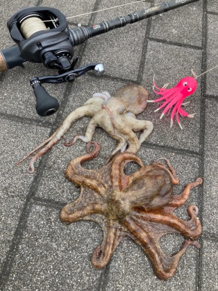 昨日と変わらず2蛸。。