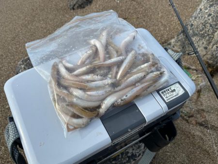 日本海キス釣り