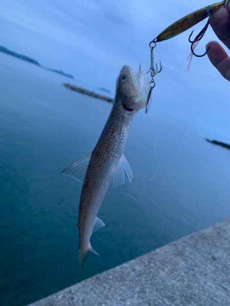 青物の気配ゼロ