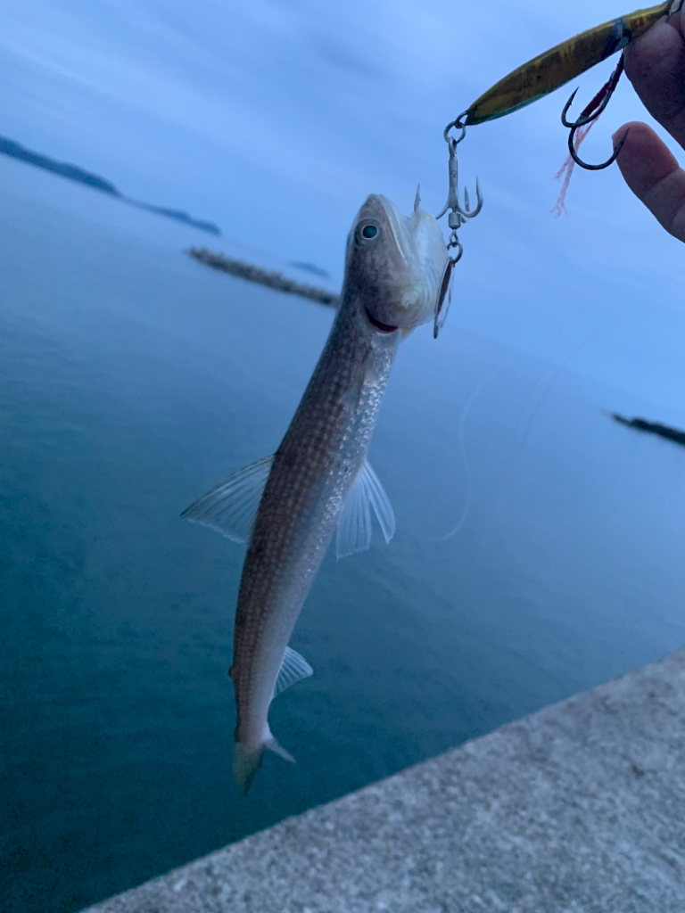 青物の気配ゼロ