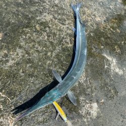 初オキサヨリ？