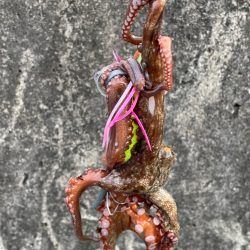 今期　　初タコ‼࿠…