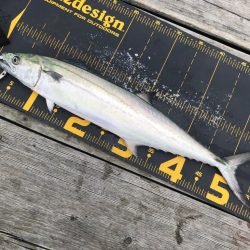 久しぶりのはとう渡船