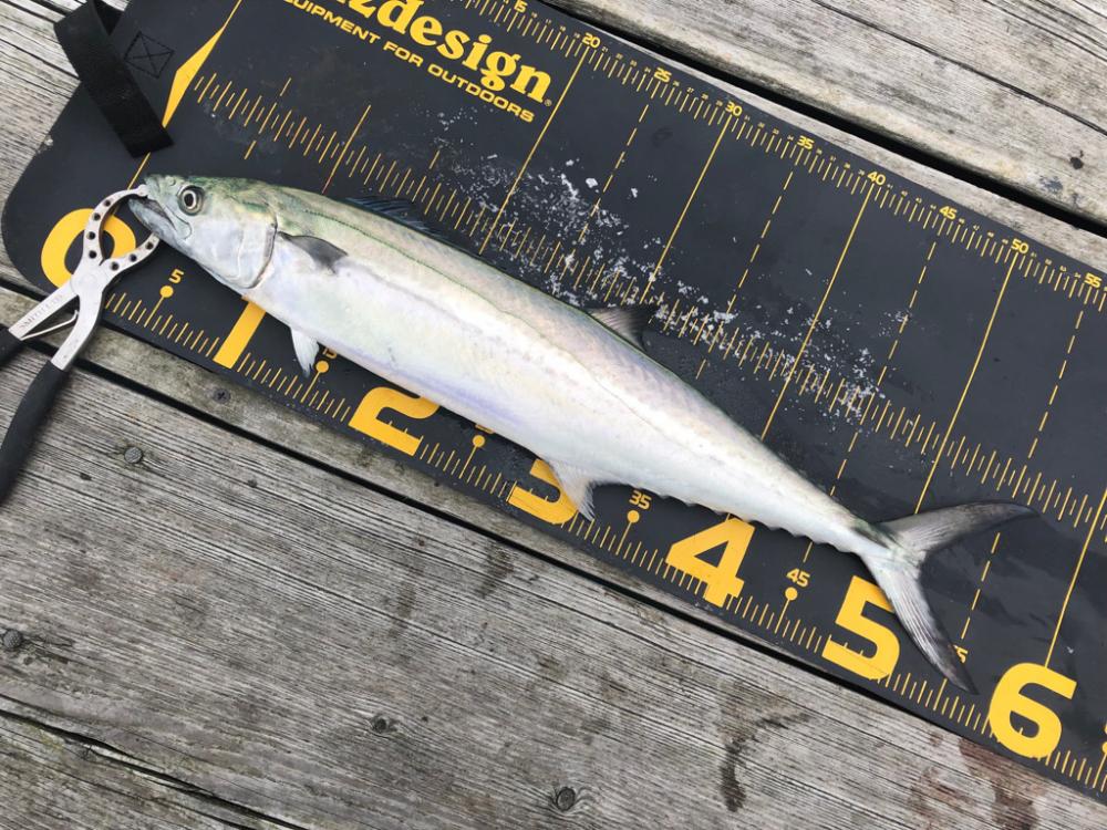 久しぶりのはとう渡船