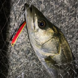 シーバス・メバル