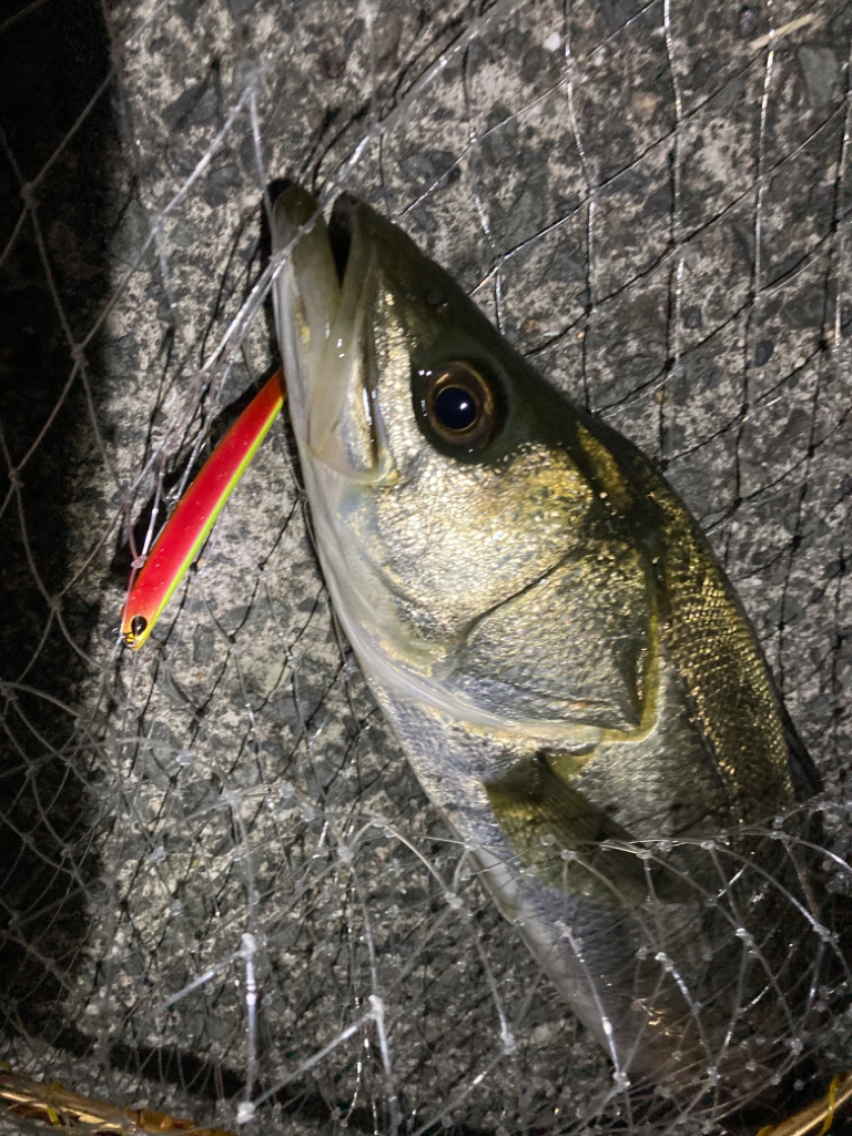 シーバス・メバル