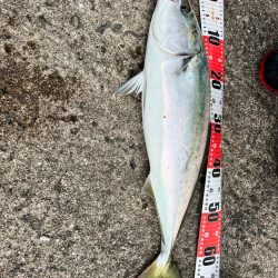 久々の青物連発