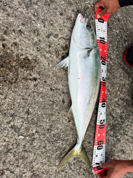 久々の青物連発