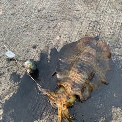 春アオリですけど。