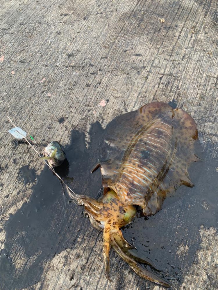 春アオリですけど。