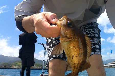 青海島で五目釣り