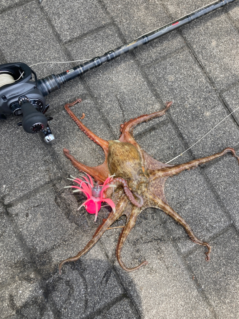 真昼の蛸散歩。何とか2杯。。