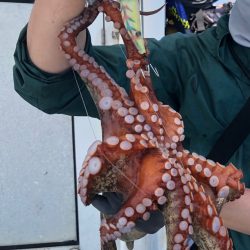 浅場でもキロアップ!