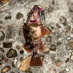 尺超えのキジハタ