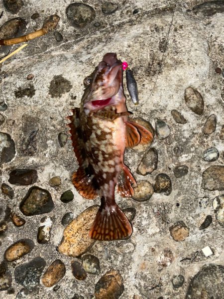 尺超えのキジハタ