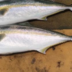 初サワラキャスティング