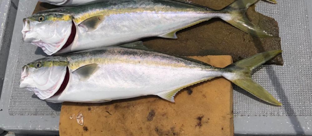 初サワラキャスティング