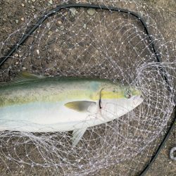 青物まだイケる