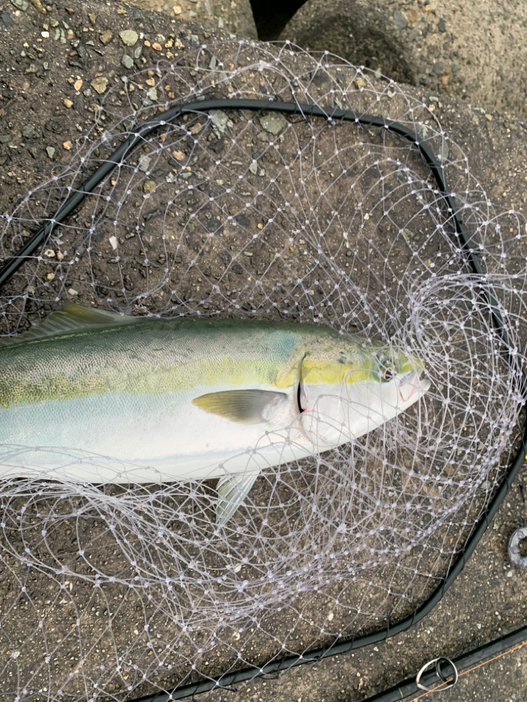 青物まだイケる