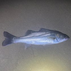 前回とは打って変わって…