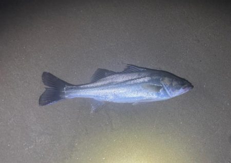 前回とは打って変わって…