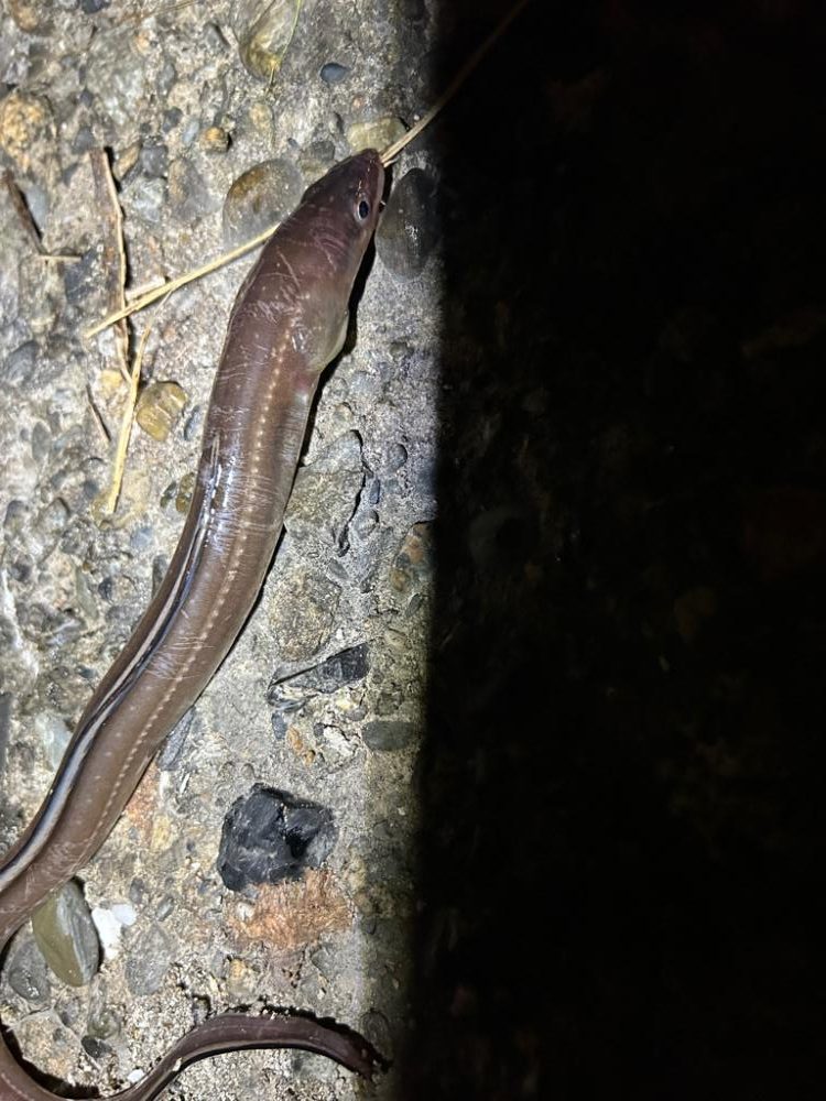 チョイ投げと、ライトゲームす