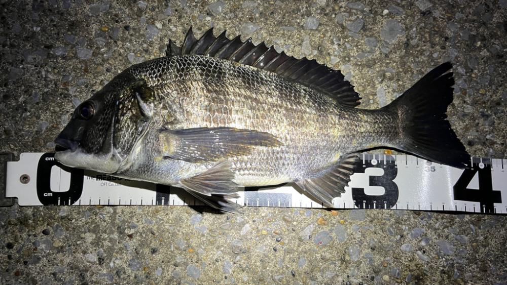 チヌ | 神奈川 横浜港～水江町公園 チニング クロダイ(チヌ) | 陸っぱり 釣り・魚釣り | 釣果情報サイト カンパリ