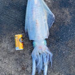 アオリイカ 2.4kg