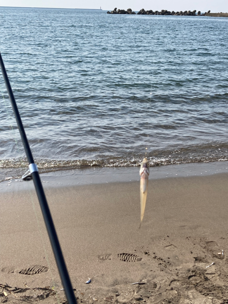 今年初のキス釣り🎣