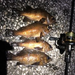 梅雨メバリング