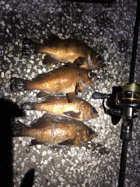 梅雨メバリング