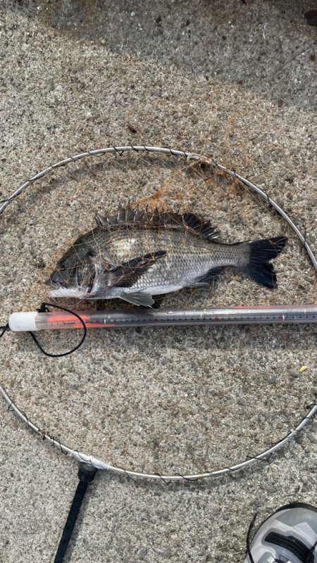 波止フカセ  実際は 二桁