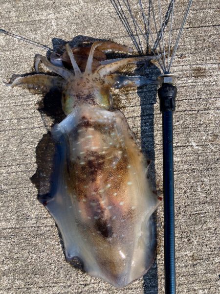 アオリイカ 1杯