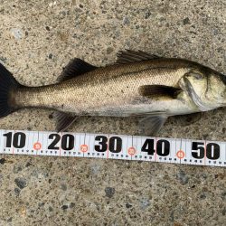 夕マヅメシーバス 2匹