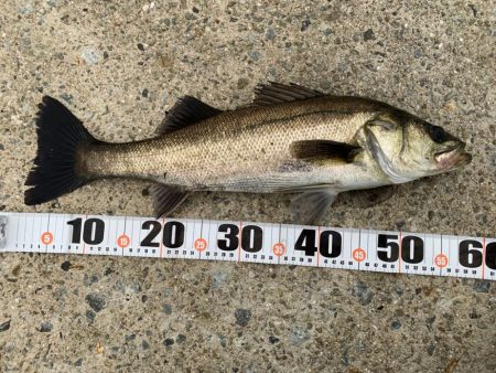 夕マヅメシーバス　2匹