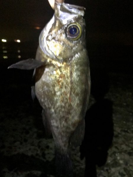 フロートメバリング