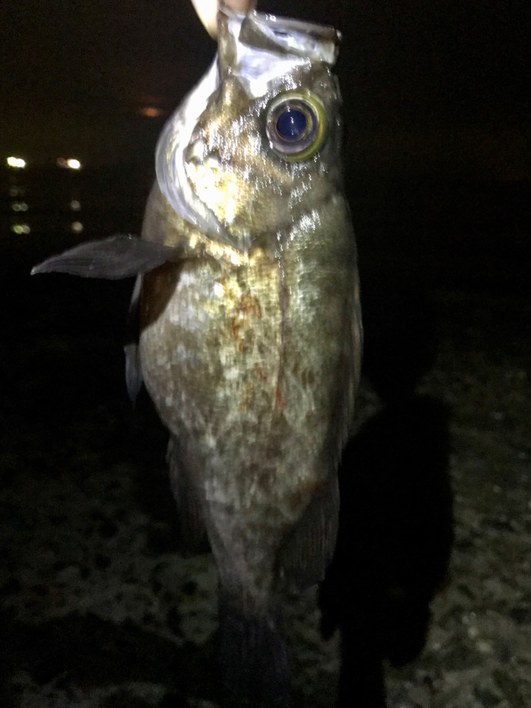 フロートメバリング