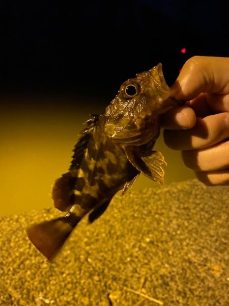 アジング&なんでも釣り