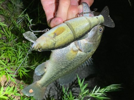 久しぶりにハードルアーで釣れました