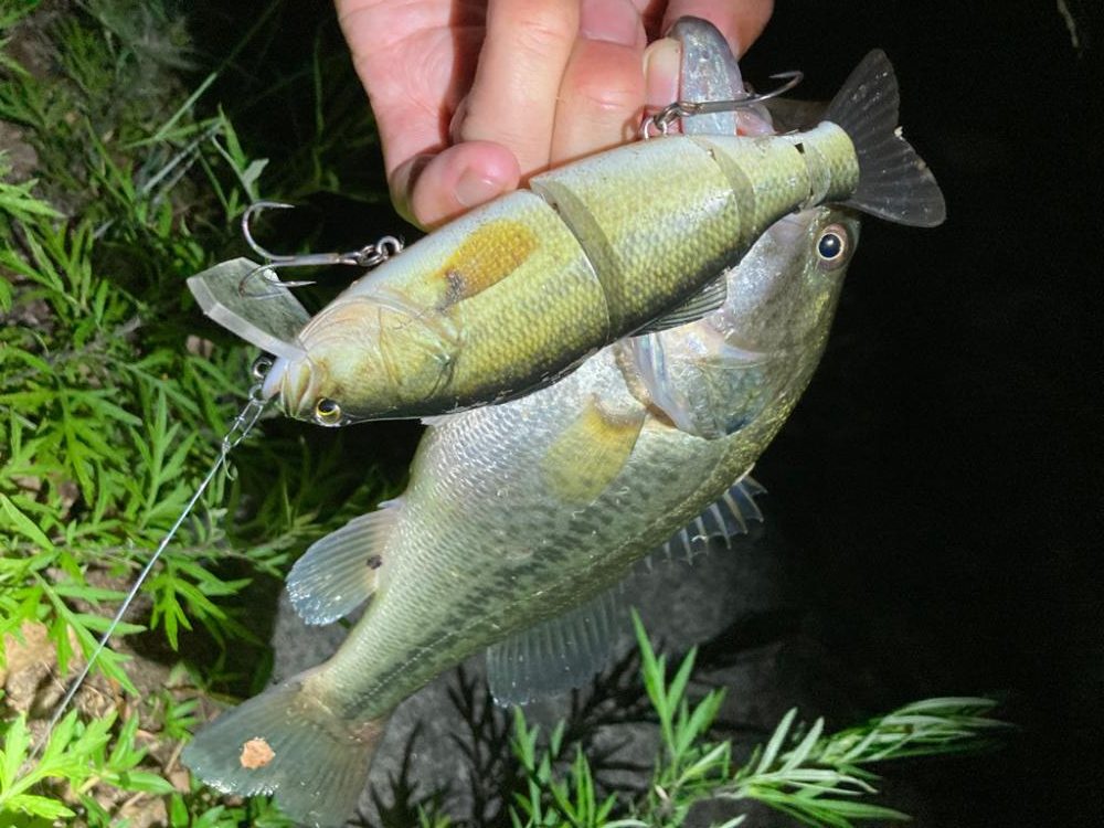 久しぶりにハードルアーで釣れました