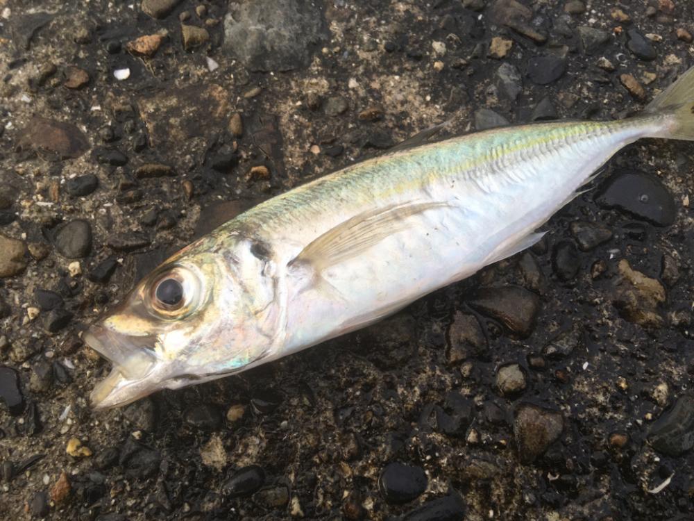 遠いアオリイカ 2