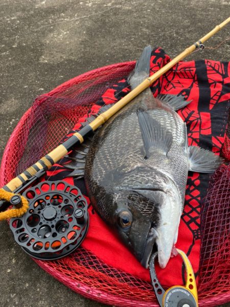 ヘチってきました