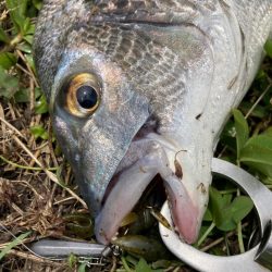 チニング祭り開幕♪