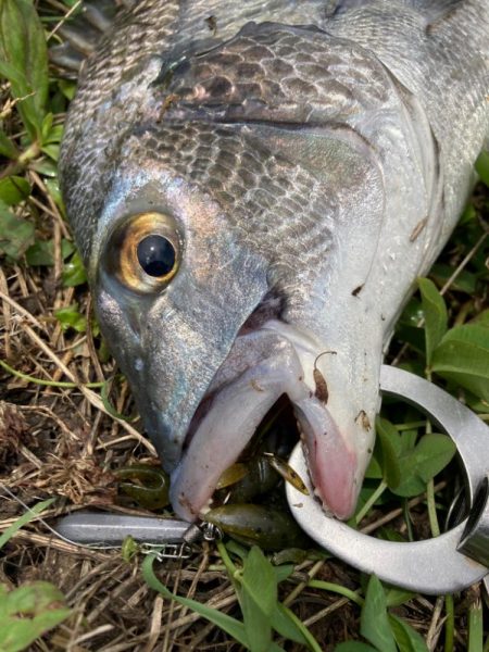 チニング祭り開幕♪