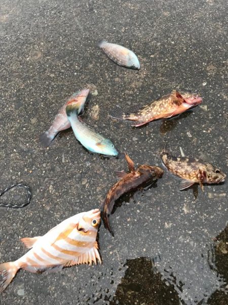 雨の中のガシラ釣り♪