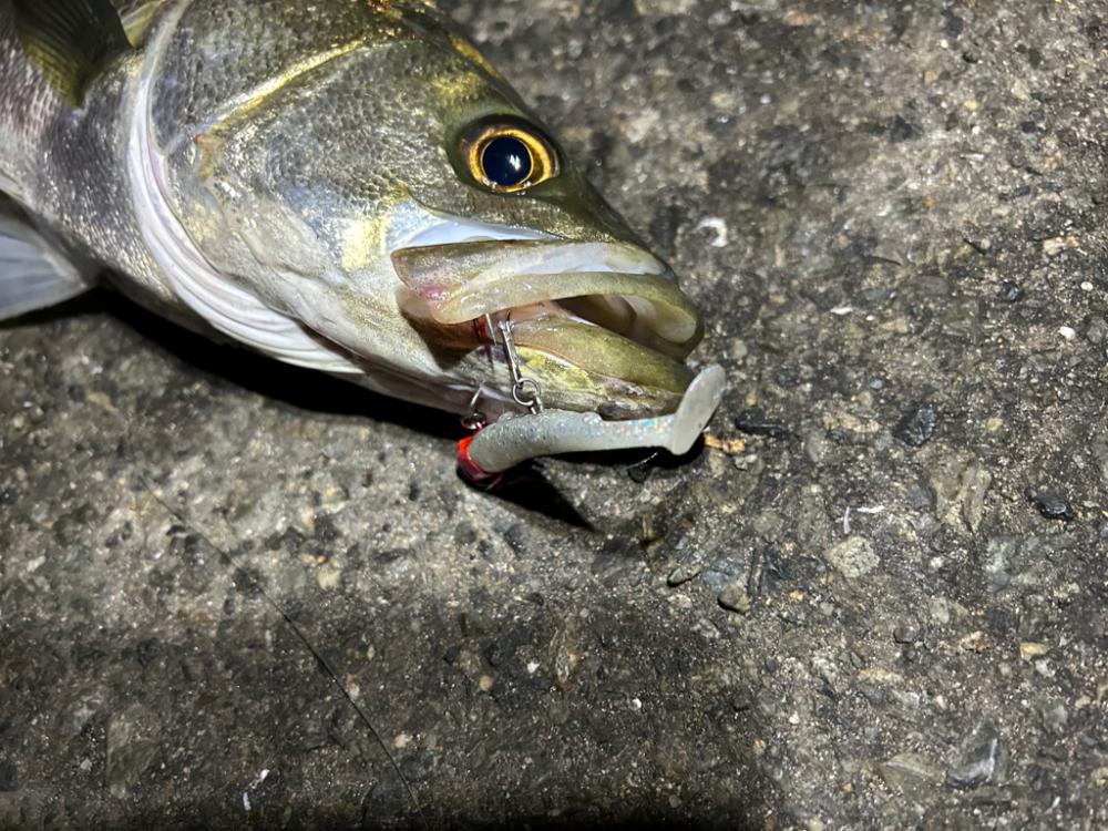 小潮とは思えない活性